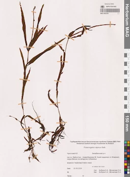 MAG 0022336