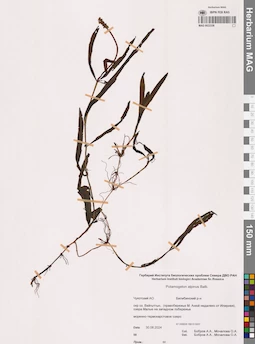 MAG 0022338