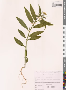 MAG 0022145