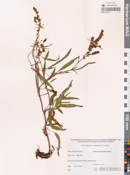 MAG 0022151