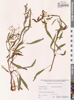 MAG 0022152