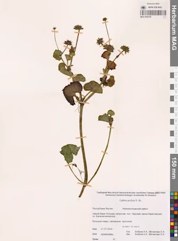 MAG 0022155