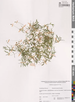 MAG 0022167