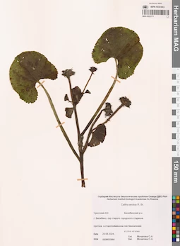 MAG 0022171