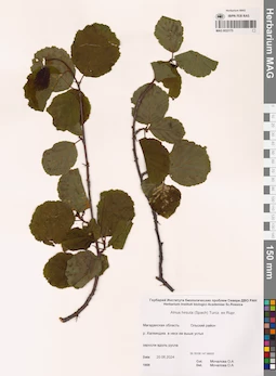 MAG 0022175