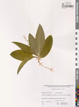 MAG 0022177