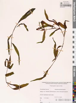 MAG 0022370