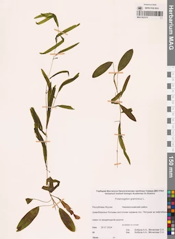 MAG 0022374