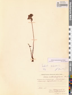 MAG 0022389