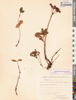 MAG 0022391