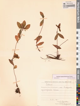 MAG 0022392