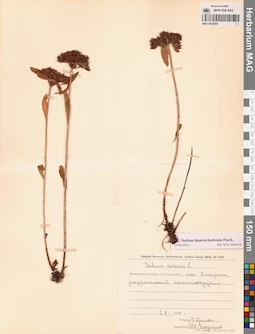 MAG 0022404