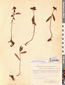 MAG 0022407