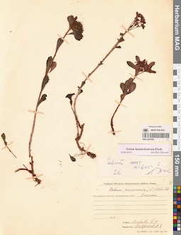 MAG 0022408
