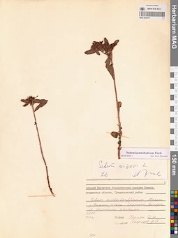 MAG 0022411
