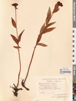 MAG 0022416