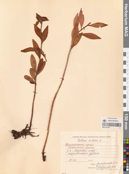 MAG 0022417