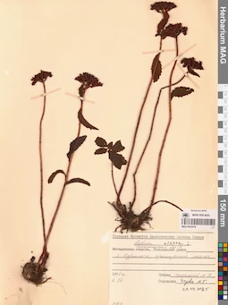 MAG 0022418