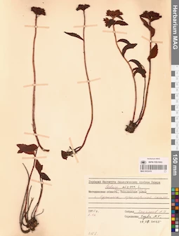MAG 0022419
