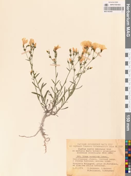 MAG 0022420