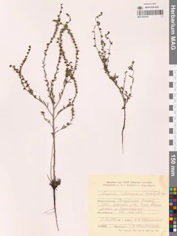 MAG 0022422