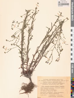 MAG 0022424