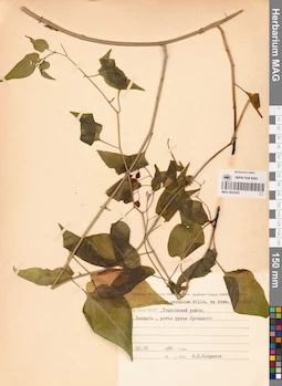 MAG 0022425