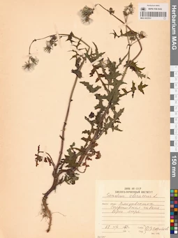 MAG 0022531
