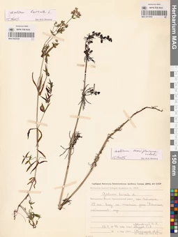 MAG 0022529