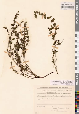MAG 0022532
