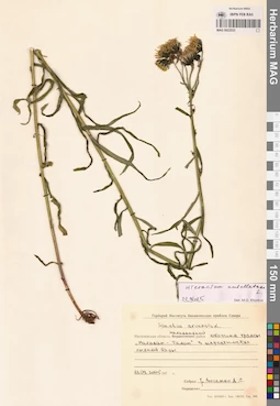MAG 0022533
