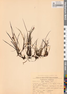 MAG 0022537