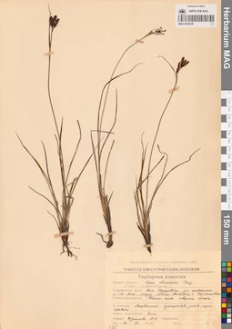 MAG 0022538