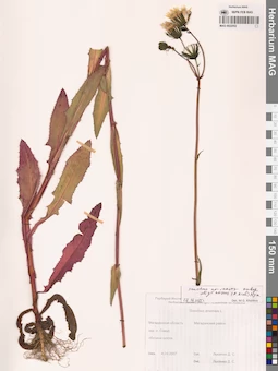 MAG 0022552