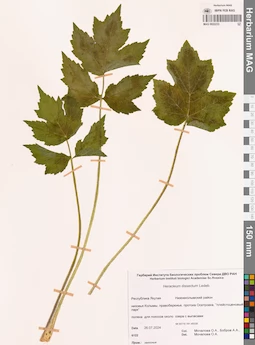 MAG 0022233