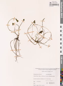 MAG 0022022