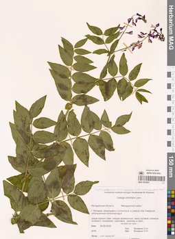 MAG 0022841