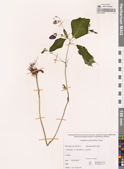 MAG 0022844