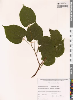 MAG 0022848