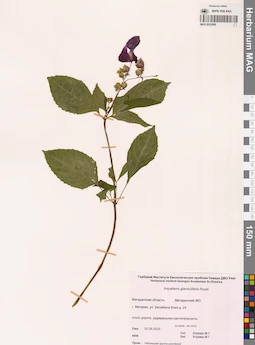 MAG 0022856