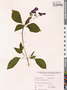 MAG 0022857