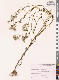 MAG 0022861
