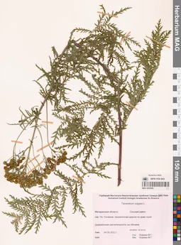 MAG 0022864