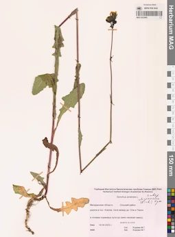 MAG 0022865