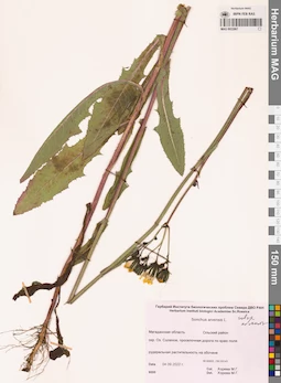 MAG 0022867