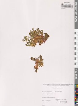 MAG 0022871