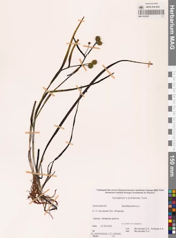 MAG 0022621