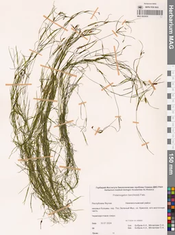 MAG 0022635