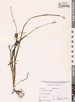 MAG 0022641