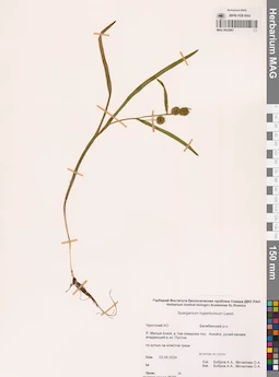 MAG 0022667